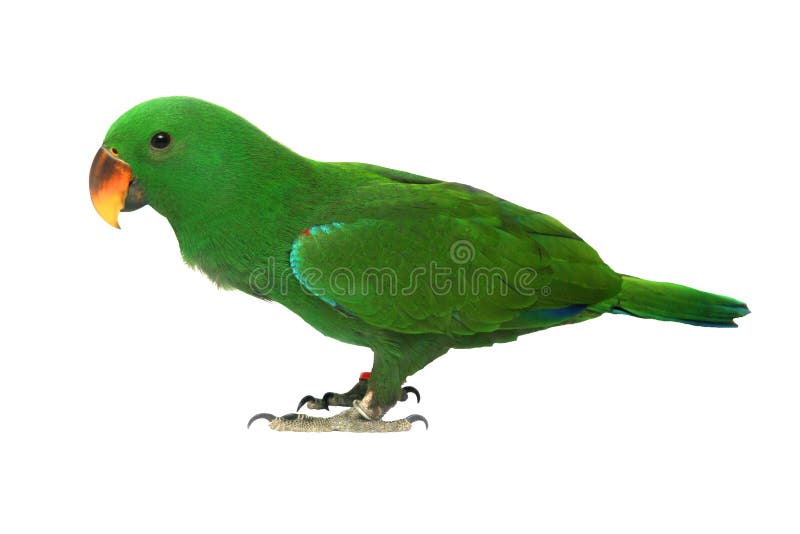 Geïsoleerd van Mannelijke Eclectus-Papegaai, verouder vijf maanden stock afbeeldingen Geïsoleerd van Mannelijke Eclectus-Papegaai, verouder vijf maanden stock afbeeldingen