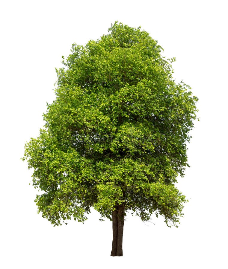 Geïsoleerde boom met groen blad op witte achtergrond stock fotografie Geïsoleerde boom met groen blad op witte achtergrond stock fotografie