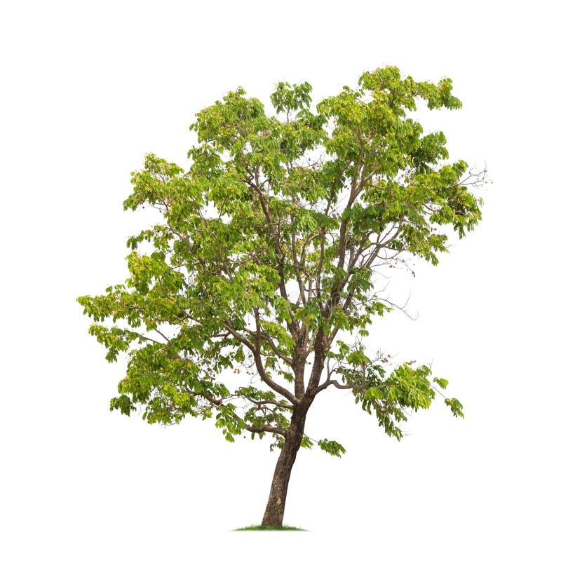 Geïsoleerde Boom op witte achtergrond royalty-vrije stock afbeeldingen Geïsoleerde Boom op witte achtergrond royalty-vrije stock afbeeldingen