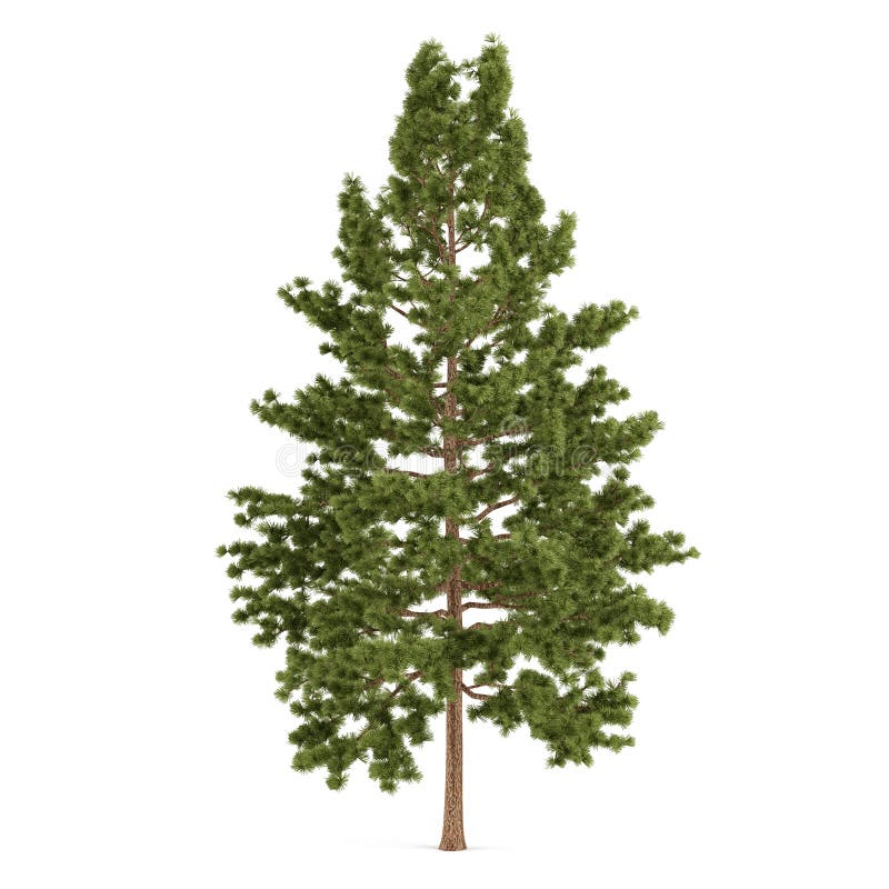 Geïsoleerde boompijnboom. Pinus strobus royalty-vrije illustratie Geïsoleerde boompijnboom. Pinus strobus royalty-vrije illustratie