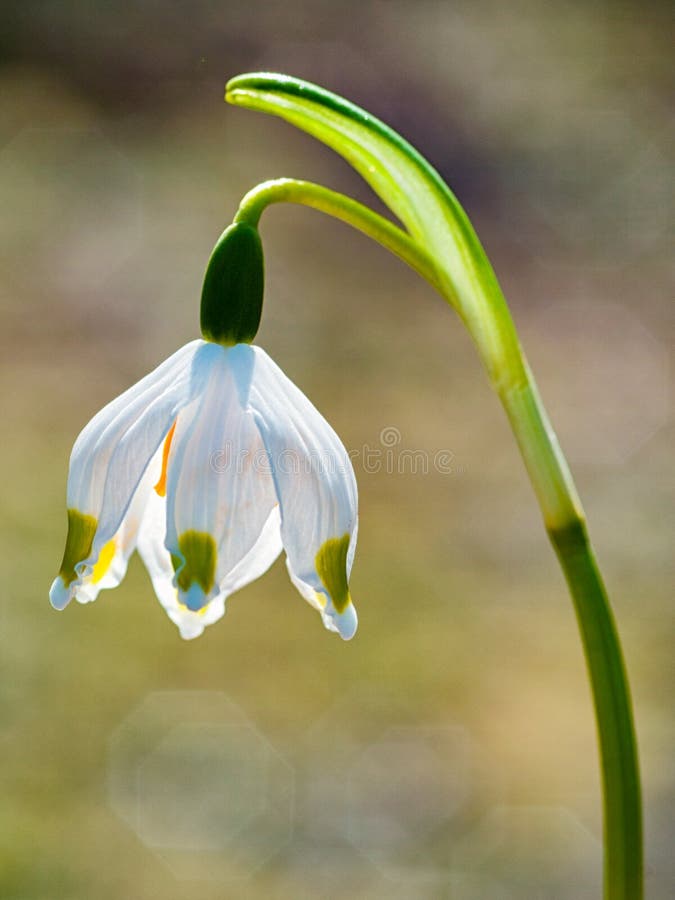 Geïsoleerde de bloem van de de lentesneeuwvlok stock fotografie Geïsoleerde de bloem van de de lentesneeuwvlok stock fotografie