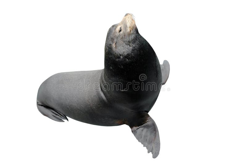 Californische zeeleeuw geïsoleerd royalty-vrije stock foto