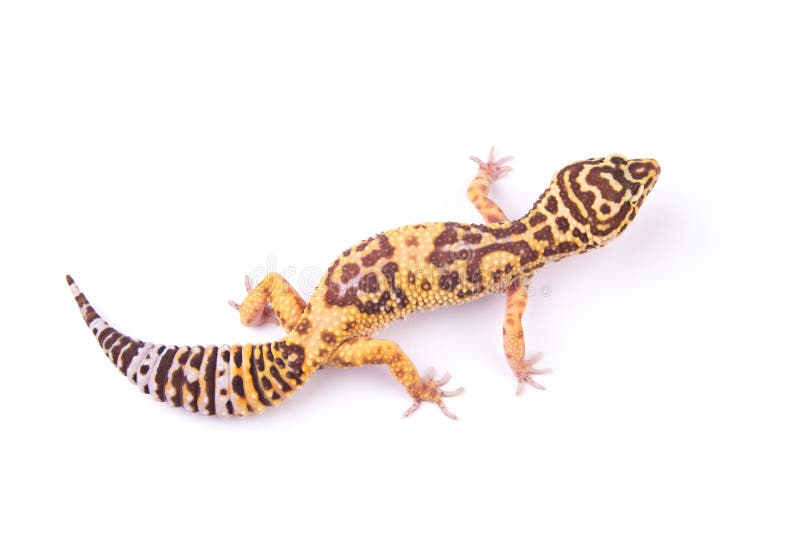 Geïsoleerde luipaardgekko royalty-vrije stock foto Geïsoleerde luipaardgekko royalty-vrije stock foto