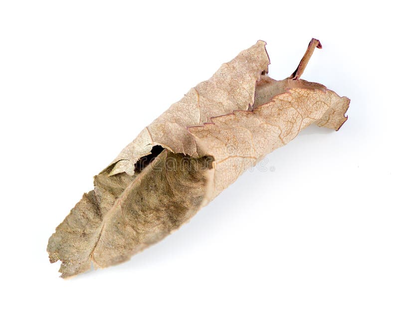 Macro van een bruin gedroogd blad, geïsoleerd royalty-vrije stock foto