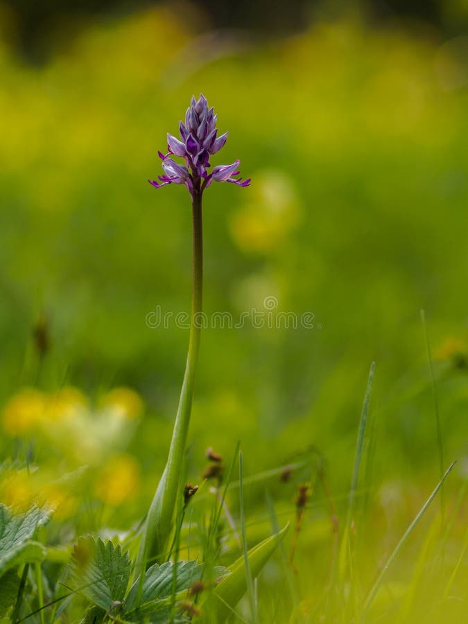 Geïsoleerde Militaire Orchidee stock foto Geïsoleerde Militaire Orchidee stock foto