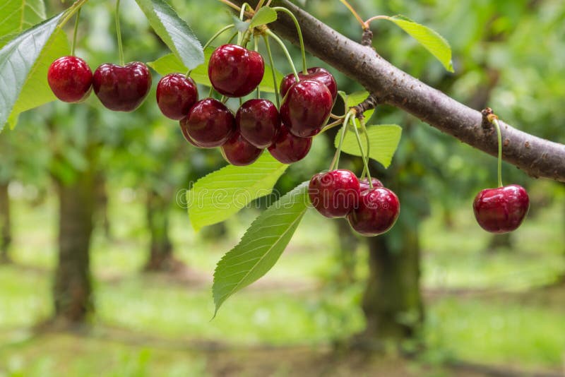 Closeup of isolated red cherries on tree in cherry orchard. Closeup of isolated red cherries on tree in cherry orchard