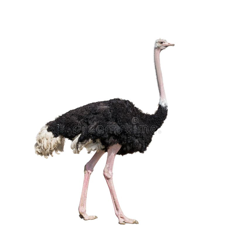 Geïsoleerde struisvogel volledige lengte