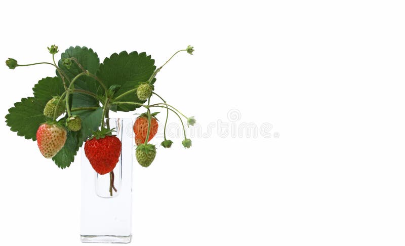 Geïsoleerde vruchten - Aardbeien royalty-vrije stock afbeelding Geïsoleerde vruchten - Aardbeien royalty-vrije stock afbeelding