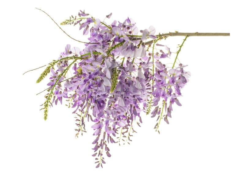 Wisteria flowers isolated on white. Wisteria flowers isolated on white