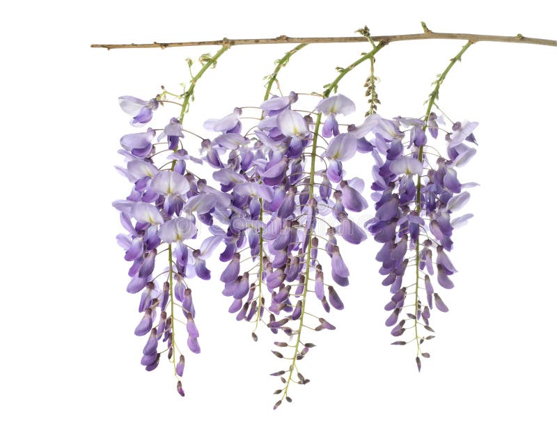 Wisteria flowers isolated on white. Wisteria flowers isolated on white