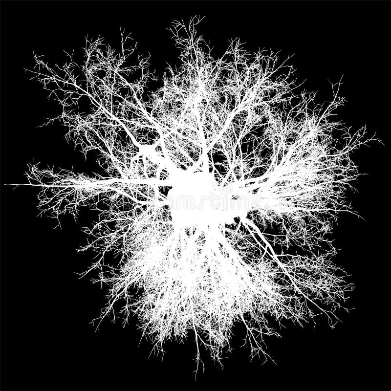 Geïsoleerde - wit - vector van de boom leafless hoogste mening silhouet stock illustratie Geïsoleerde - wit - vector van de boom leafless hoogste mening silhouet stock illustratie