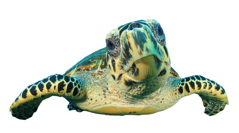 Geïsoleerde zeeschildpad