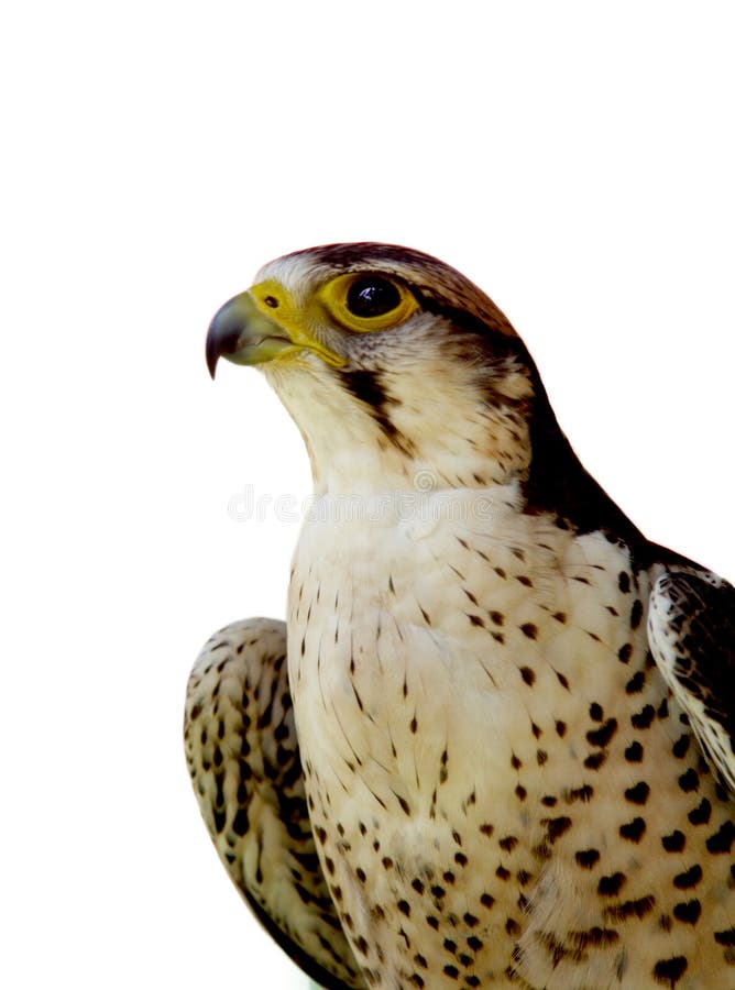 Profile of a prey bird. Profile of a prey bird