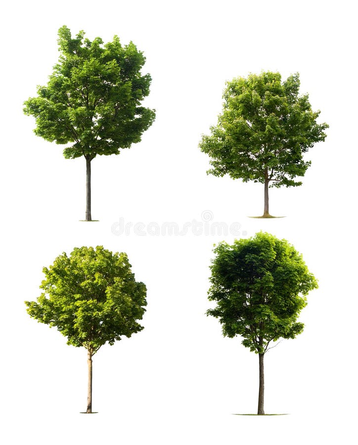 GeïsoleerdeG bomen royalty-vrije stock afbeelding GeïsoleerdeG bomen royalty-vrije stock afbeelding