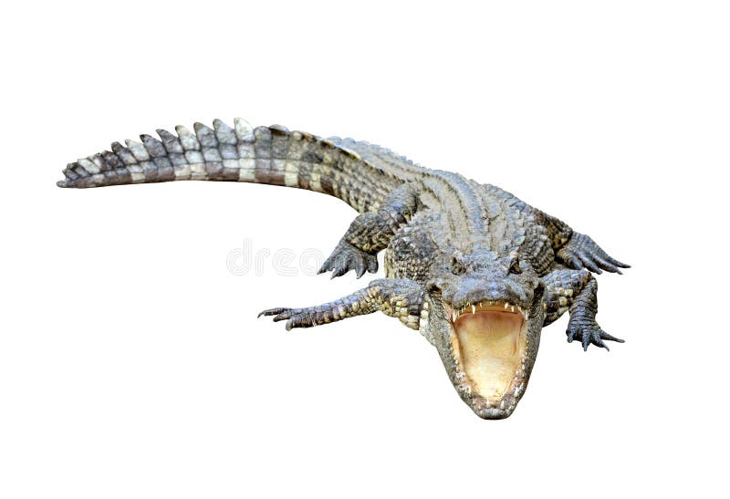 Crocodile isolated on white background. Crocodile isolated on white background