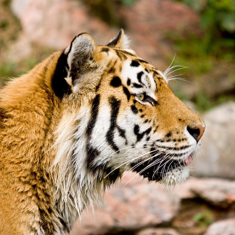 Geïsoleerde tijgerkop royalty-vrije stock fotografie