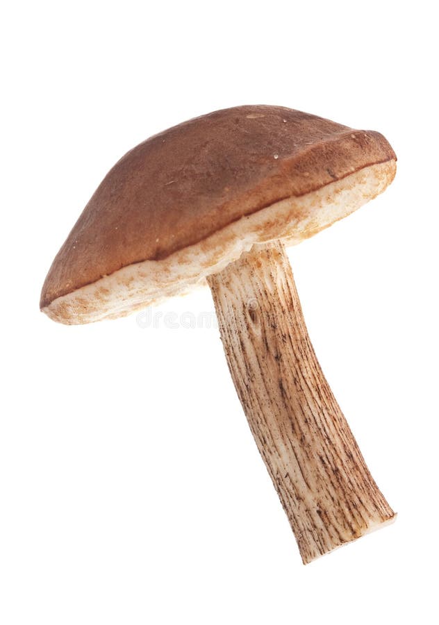 Mushroom isolated on a white . Mushroom isolated on a white .