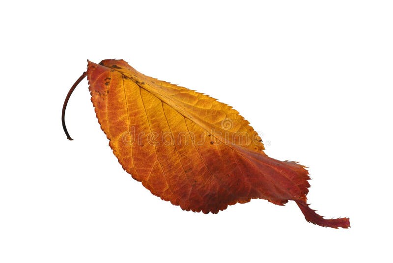 Geïsoleerdeo het Blad van de herfst stock fotografie Geïsoleerdeo het Blad van de herfst stock fotografie