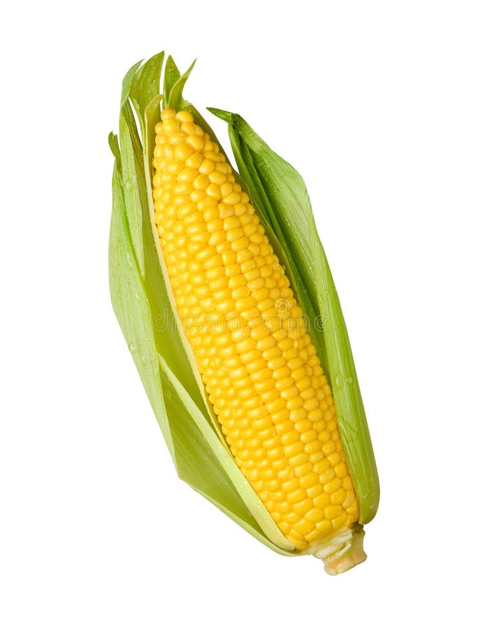 Ear of Corn isolated on a white background. Isolation is on a transparent layer in the PNG format. Ear of Corn isolated on a white background. Isolation is on a transparent layer in the PNG format.