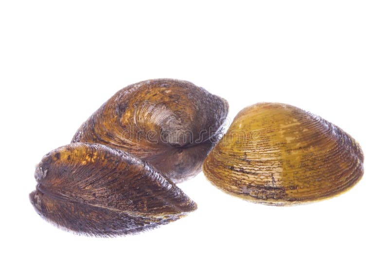 Geïsoleerdes de Tweekleppige schelpdieren van Lokan van het Moeras van de mangrove stock foto Geïsoleerdes de Tweekleppige schelpdieren van Lokan van het Moeras van de mangrove stock foto
