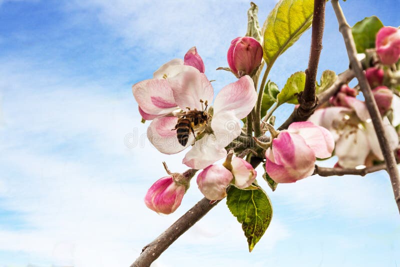 Ge?ffnete Blume und Knospen von Apfelbaumblumen, mit Insekt, Biene lizenzfreies stockbild Ge?ffnete Blume und Knospen von Apfelbaumblumen, mit Insekt, Biene lizenzfreies stockbild