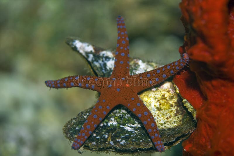 Ghardaqa sea star