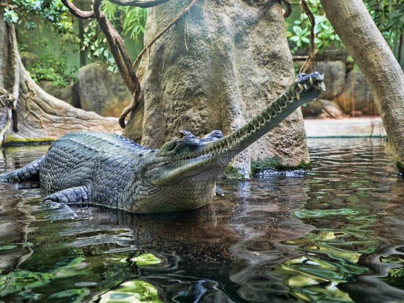 Gharial, Gavialis gangeticus,引人注意与一个非常长的下颌 免版税库存照片 Gharial, Gavialis gangeticus,引人注意与一个非常长的下颌 免版税库存照片