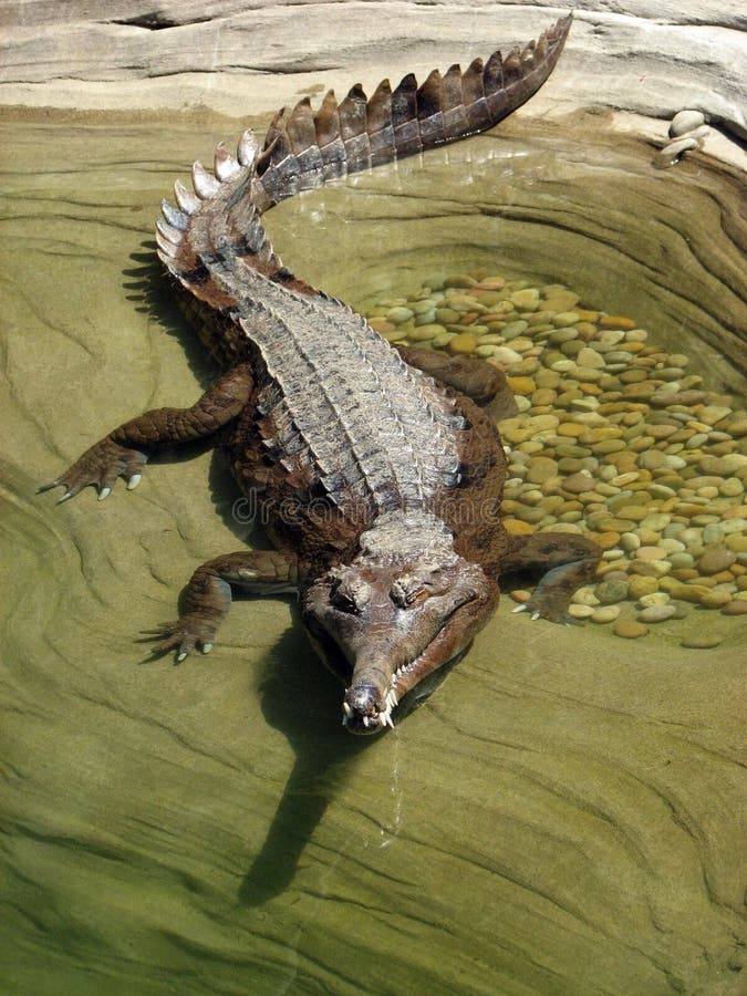 Gharial