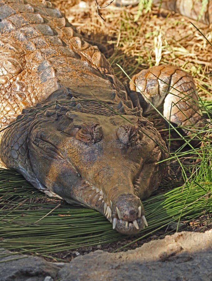 Gharial