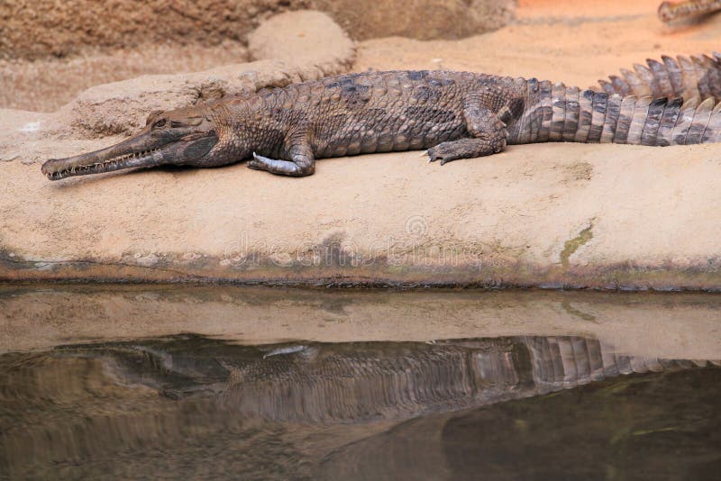Falso gavial foto de stock royalty free