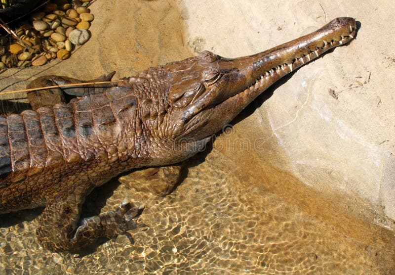 Gharial