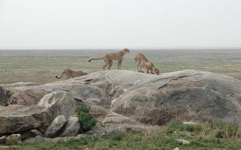 Ghepardi in Africa immagini stock Ghepardi in Africa immagini stock