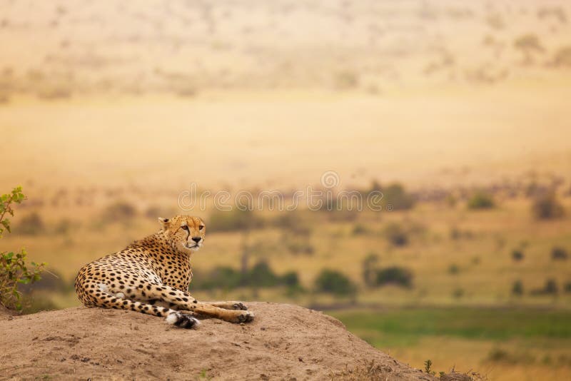 Ghepardo africano adulto che mette sulla collina fotografia stock libera da diritti Ghepardo africano adulto che mette sulla collina fotografia stock libera da diritti