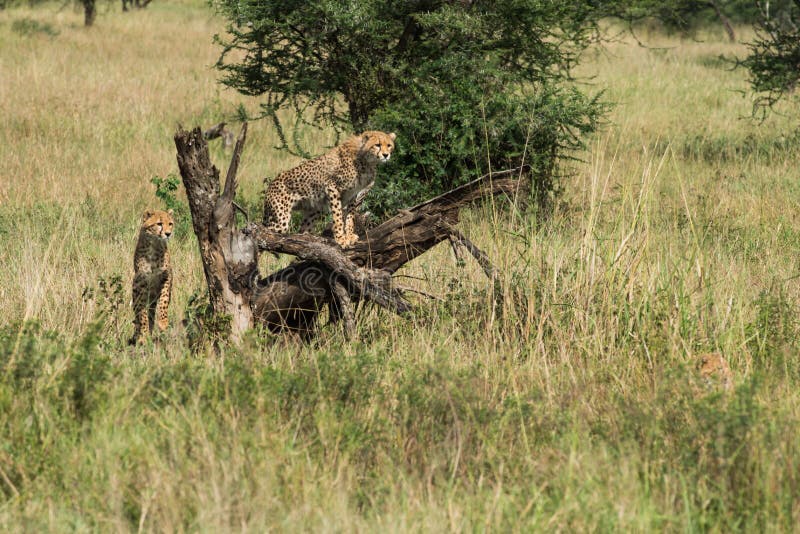 ghepardo infantile al parco nazionale di Serengeti che cerca l'alimento, Tanzania, Africa fotografie stock ghepardo infantile al parco nazionale di Serengeti che cerca l'alimento, Tanzania, Africa fotografie stock