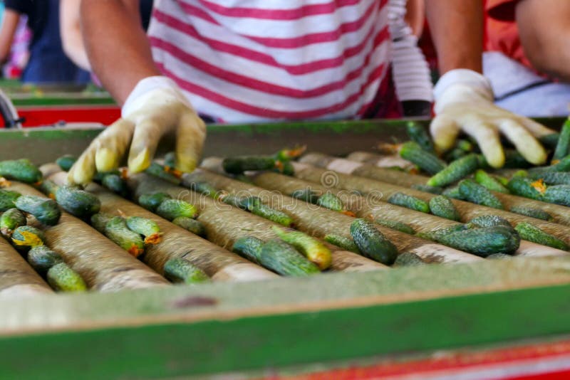 Gherkins on the Line Processing Stock Image Image of farming, farm