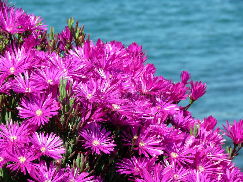 Ghiacci i fiori immagini stock