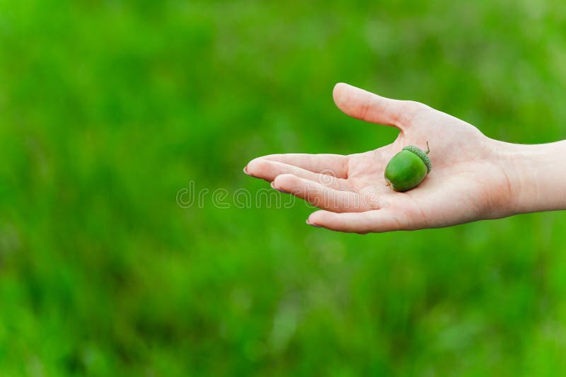 Ghianda verde sulla mano della donna immagine stock Ghianda verde sulla mano della donna immagine stock