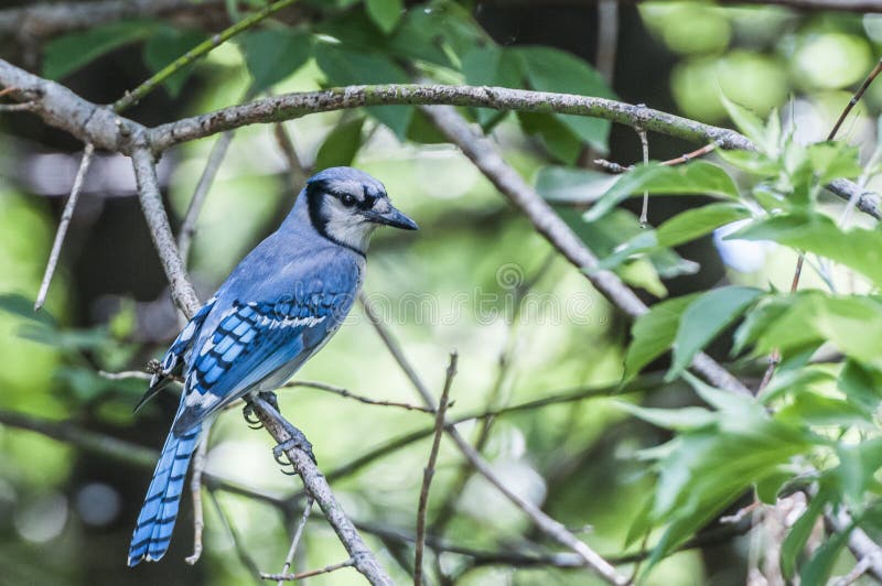 Blue jay perched on leave less brachof a tree. Blue jay perched on leave less brachof a tree