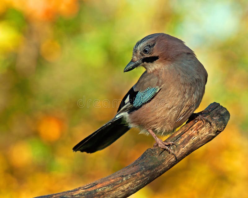 Ghiandaia euroasiatica con i colori di autunno intorno fotografie stock libere da diritti Ghiandaia euroasiatica con i colori di autunno intorno fotografie stock libere da diritti