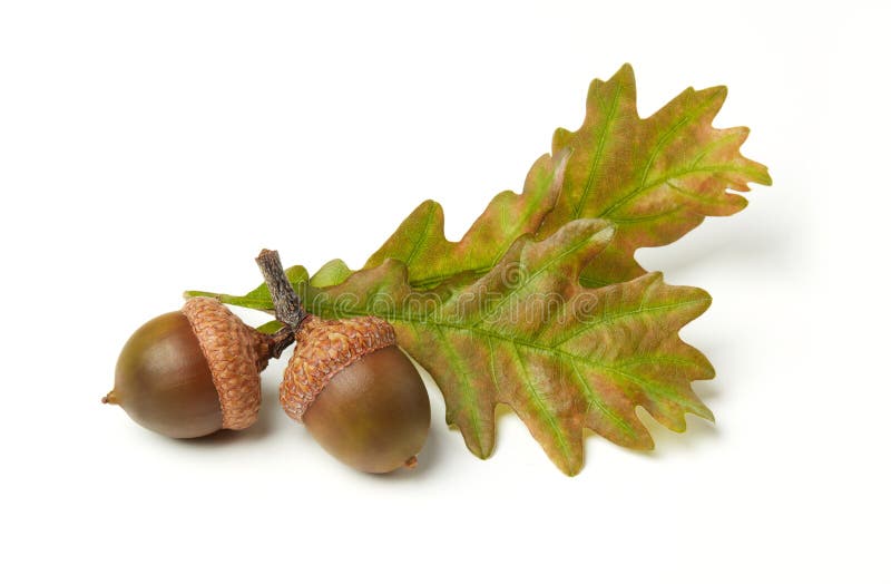 Ghiande E Foglie Della Quercia Isolate Su Bianco Fotografia Stock - Foto 11
