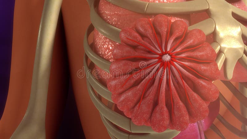 ghiandola mammaria fotografia stock ghiandola mammaria fotografia stock