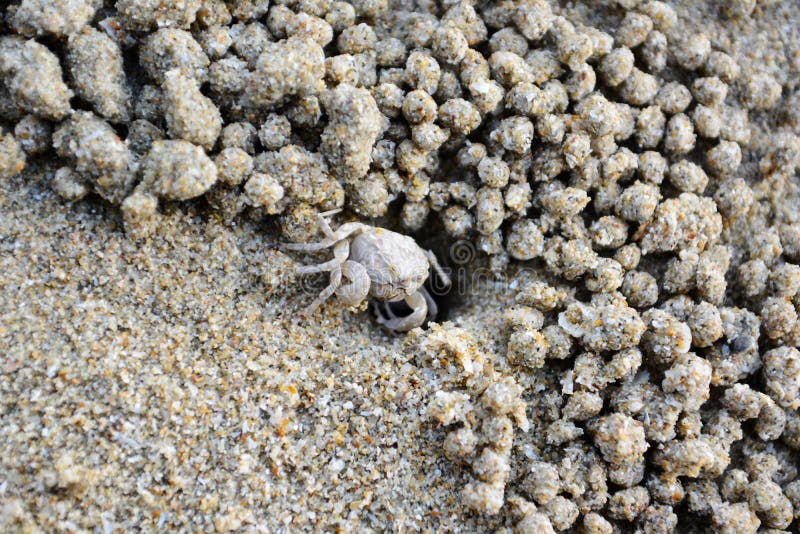 Ghost crab, Sand bubbler crab, in hole on beach sand.