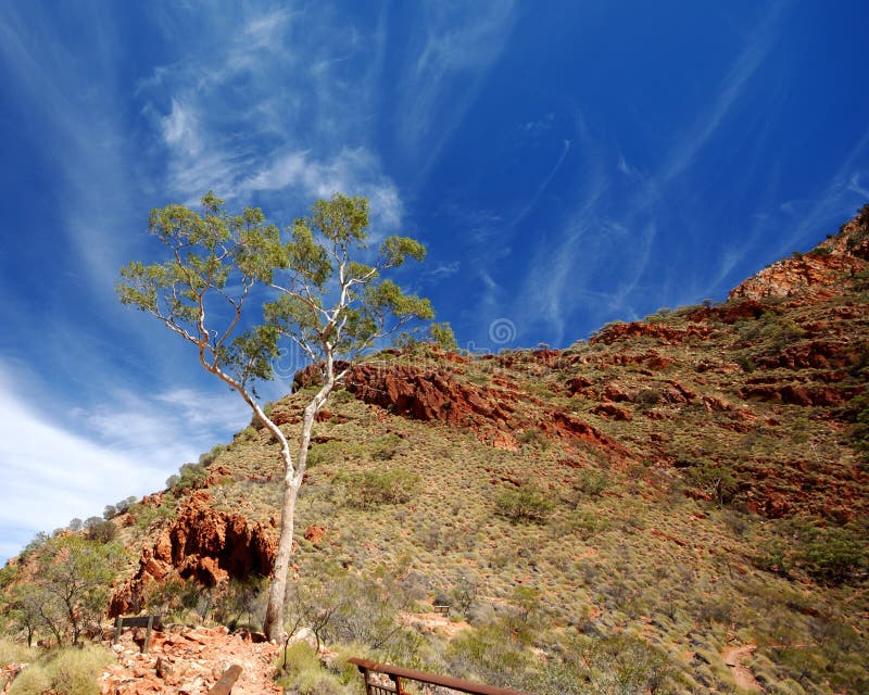 Ghost Gum (Corymbia Aparrerinja) Stock Image Image of central,