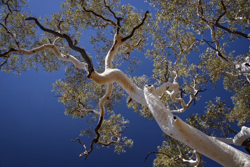 Ghost Gum Tree stock photo. Image of tall, shade, eucalyptus - 1115578