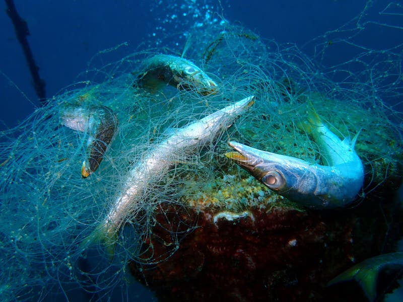 Ghost nets are commercial fishing nets that have been lost, abandoned, or discarded at sea.