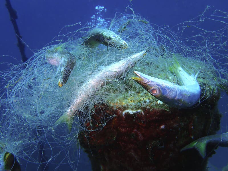 Ghost nets are commercial fishing nets that have been lost, abandoned, or discarded at sea.