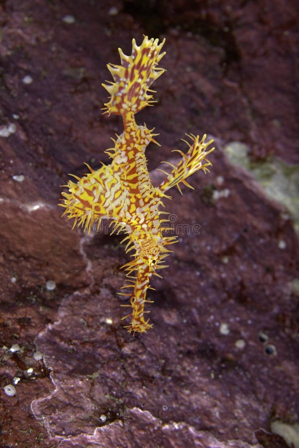 Ghost Pipefish