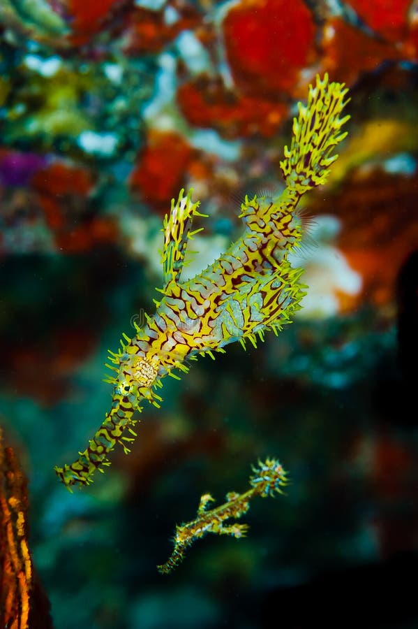 Ghost Pipefish