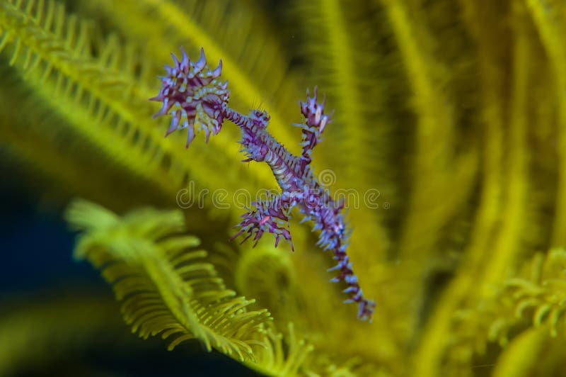 Ghost pipefish