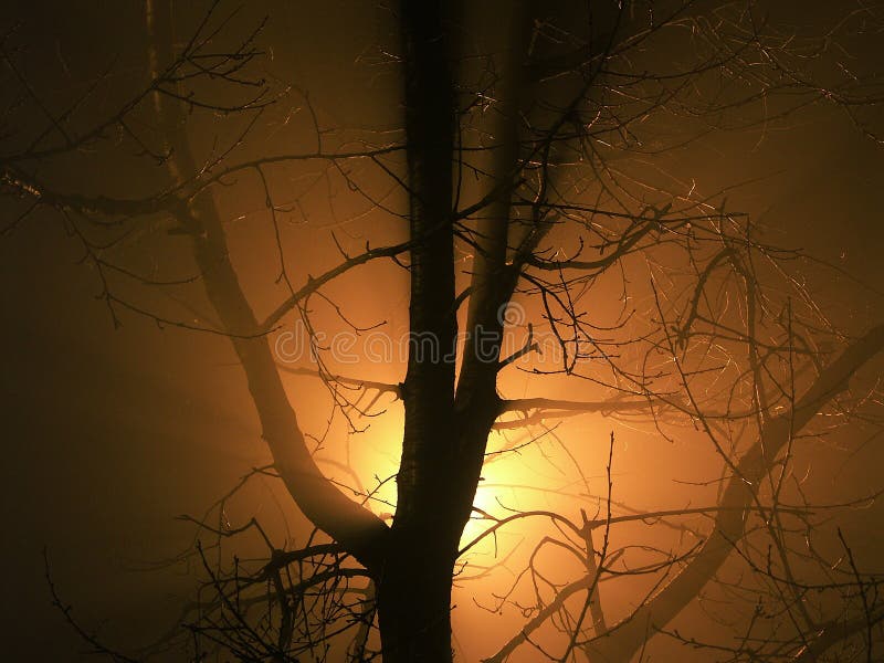 Albero nella nebbia arancione torna la luce.